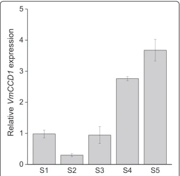 Fig. 3 Expression of VmCCD1 gene during bilberry fruit