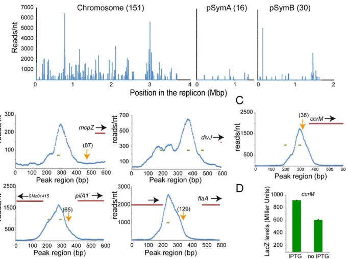 Fig 3. ChIP-Seq analysis reveals direct targets of CtrA. Genes directly regulated by CtrA