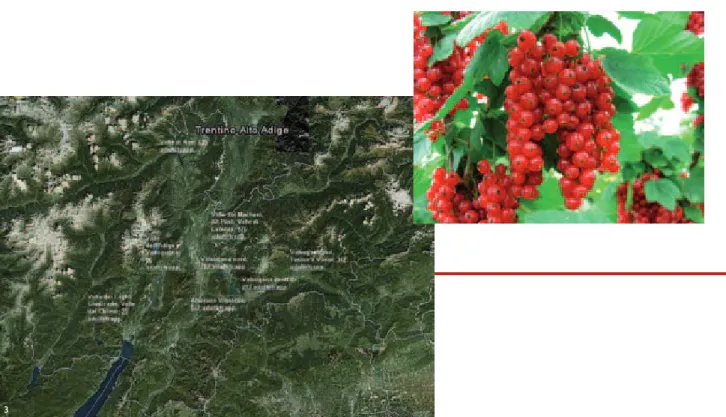 FIG. 1  Dinamica delle catture di D. suzukii sull’intero territorio trentino   nel 20100 1 2 3 4 5 6 7 8  26  27  28  29  30  31  32  33  34  35  36  37  38  39  40  41  42  43  44  45 n° medio adulti/trapp./giorno settimana n° adulti/trapp./gg 