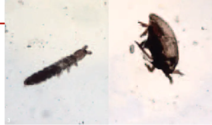 FIG. 1  Istogramma del numero dei taxa rinvenuti; in rosso le aziende  convenzionali, in arancione quelle biodinamiche, in verde quelle biologiche