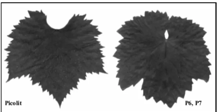 Fig. 1: Leaf lamina of ‘true-to-type’ Picolit and samples P6, P7 (see also Tab. 1).