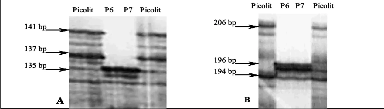 Fig. 2: Autoradiogram of a polyacrylamide gel separation of the  γ 33 P-labelled PCR-amplified microsatellite loci VVS2 (A) and VrZAG62 (B)
