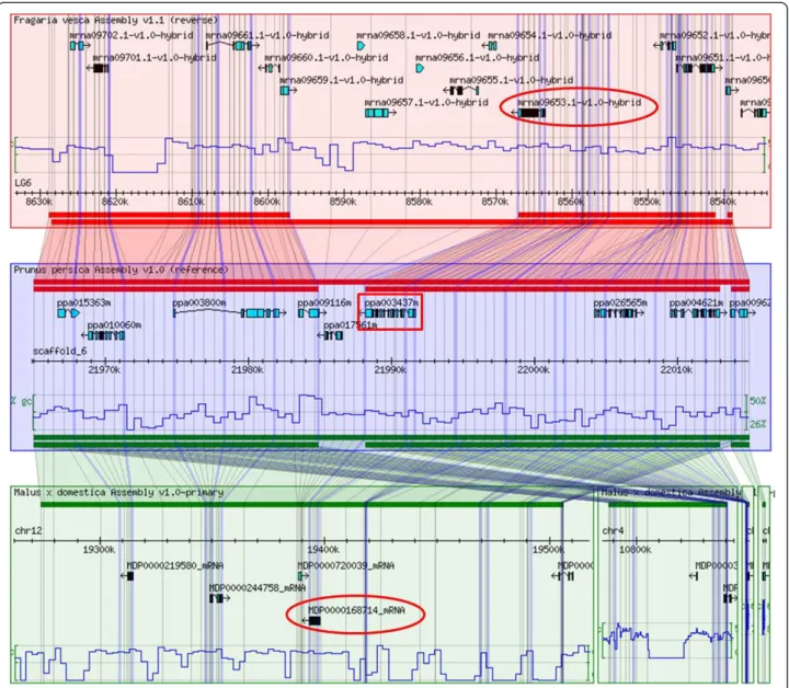 Figure 2 Synteny between apple, peach and strawberry. Results of search for F. vesca and M