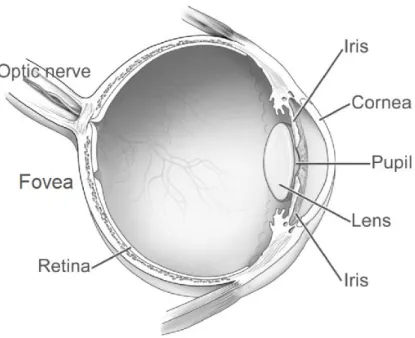 Figure 1.1: Structure of the human eye. This image shows the structure of an eye and the main components are labeled