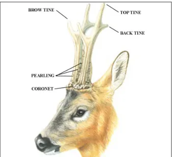 Figure 1. Parts of the roe deer antlers 