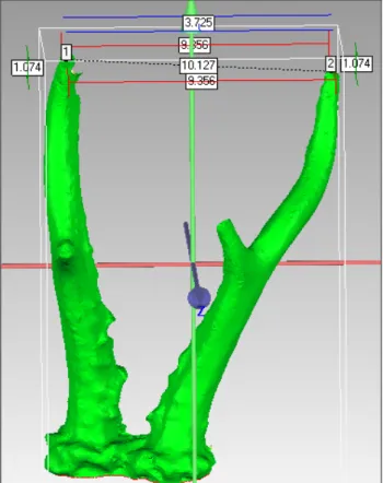Figure 11. Antlers scale measurement on the 3D model  The scale of the antlers refers to the maximum interior distance