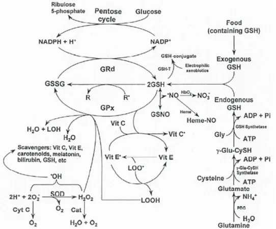 Figure 1: Free radicals and other reactants are enzymatically removed from cells by a  series of antioxidative enzymes
