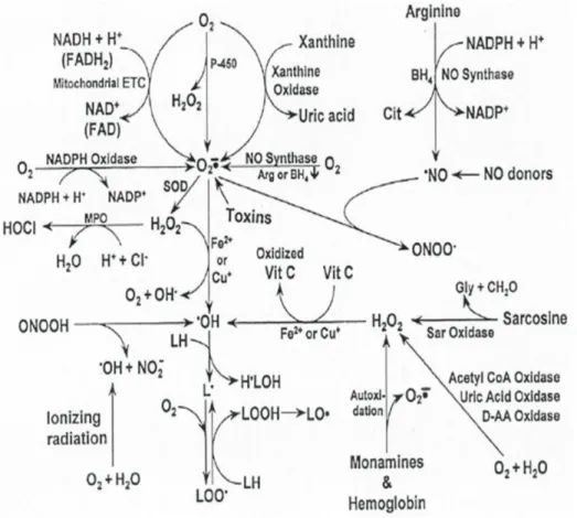 Figure  2:  Oxygen  and  nitrogen-based  free  radicals  and  associated  reactants  that  are  generated in cells by various processes