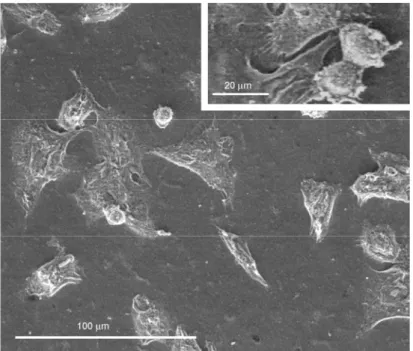 Figure 4. Environmental Scanning Electron Microscopy (ESEM) of J111 cells grown for  24 hours on collagen membranes C2T25