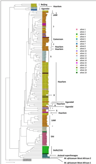 FIGURE 1 | Phylogeny of 135 MTBC clinical strains color-coded by the pe_pgrs33 alleles