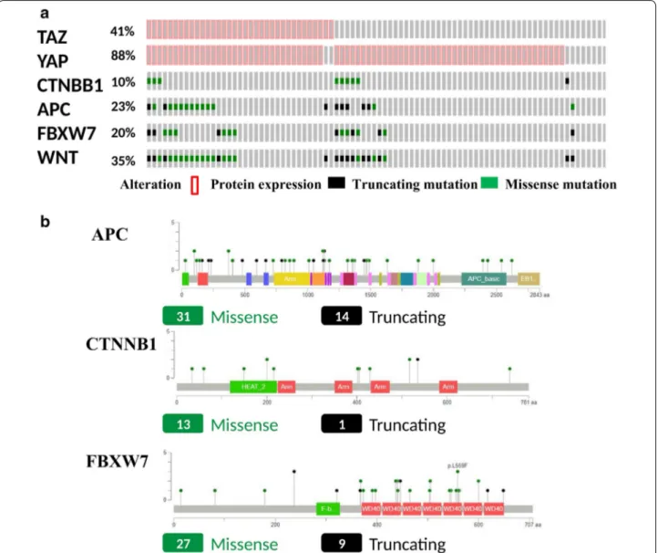 Fig. 1  a Oncoprint showing the distribution of the investigated biomarkers (YAP, TAZ, CTNNB1, APC, FBXW7) together with the cases with at least  one mutations in Wnt pathway components (integrated pathway analysis)