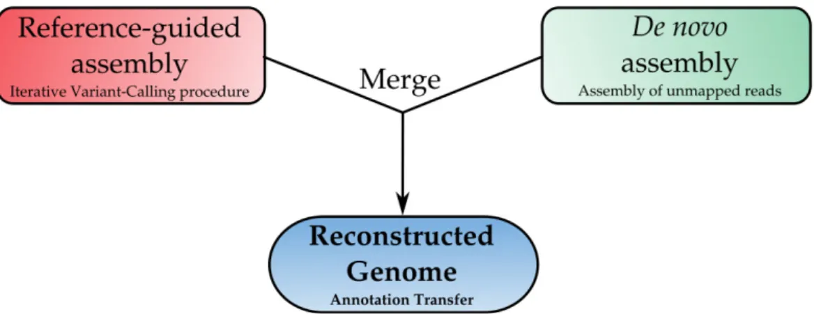 Figure 7. Step 1, reference guided assembly: through iterative SUPER-W software read mapping and  variant calling processes, a new reference genome is generated with the detected and  accurately-filtered variants