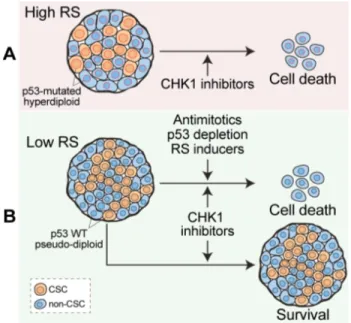 Figure 1: Depleting CRC-SCs by CHK1 inhibition. 