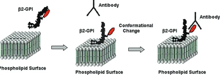 Figure 1. Mechanism describing the binding of antiphospholipid (aPL) antibodies to  β2-glycoprotein I (β2-GPI)