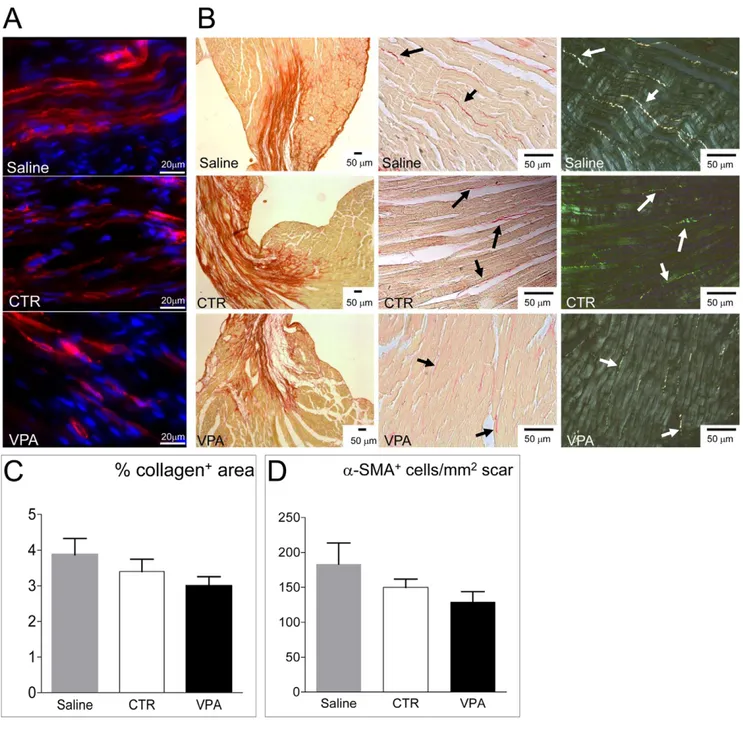 Figure 8. Effect of VPA and CTR cells on myocardial healing. (A) Representative images of a-SMA staining (red fluorescence) of the infarct zone to reveal the presence of myo-fibroblasts