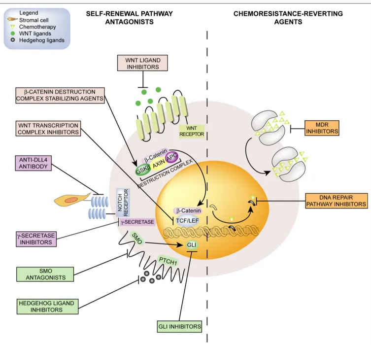 Figure 1 | emerging pharmacological strategies for CSCs targeting include  self-renewal pathway antagonists and chemoresistance-reverting agents