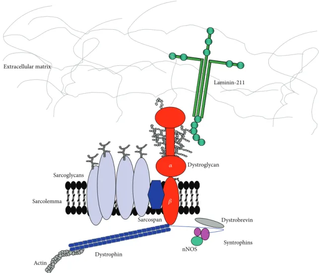 Figure 1: Schematic representation of the dystrophin-glycoprotein complex (DGC) in skeletal muscle
