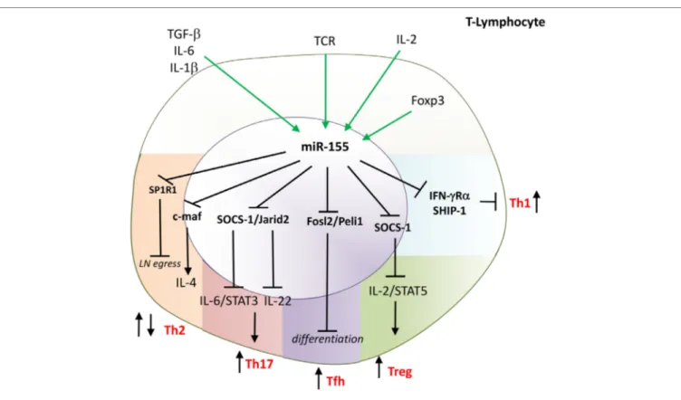 FiGURe 4 | miR-155 drives differentiation of T-helper 1 (Th1), Th17, Tfh and is indispensable for the function of Tregs