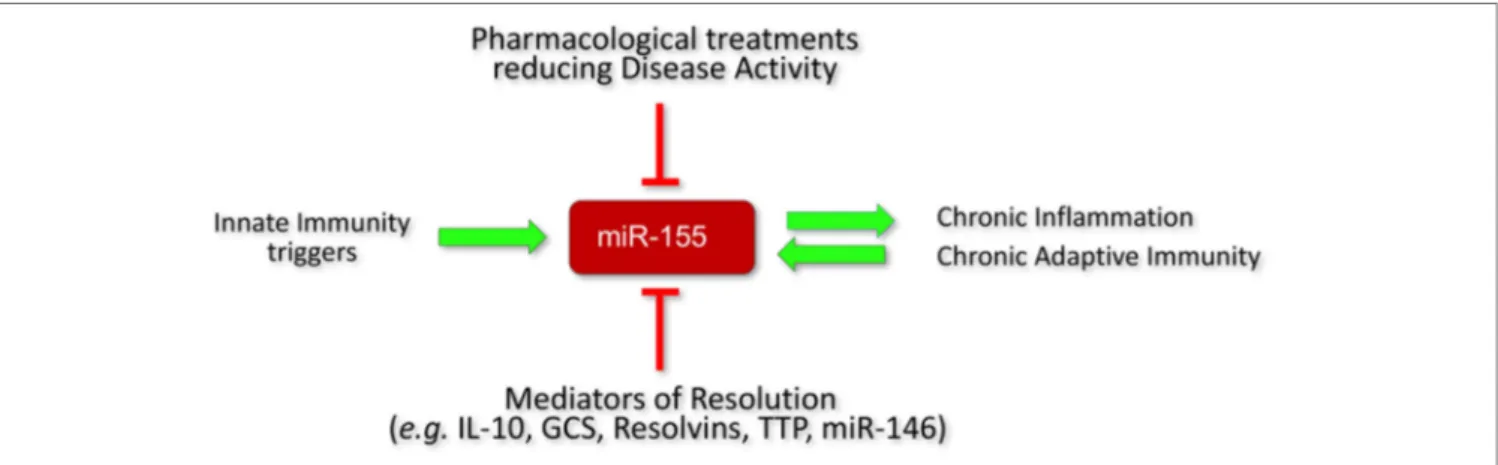 FiGURe 5 | Regulation of miR-155 expression in RA. Initiators of inflammation,e.g., PAMPs and DAMPs increase miR-155 expression