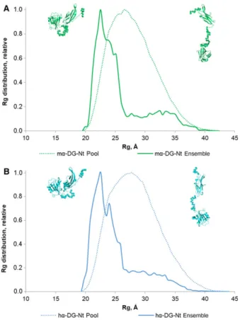 Fig. 7. R g distributions for the EOM models of m a-DG-Nt (A) and h a-DG-Nt (B). The distributions for the initial random pools of models are shown as green and blue dot lines; green and blue solid lines correspond to the selected ensembles