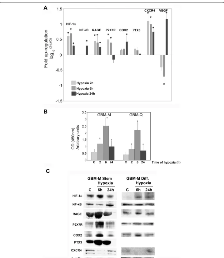 Figure 7 mRNA and protein expressions of pro-inflammatory proteins in hypoxic cancer stem cells from GBM