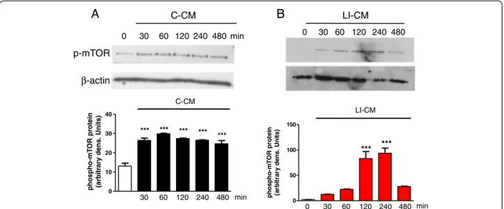 Figure 1 Analysis of mammalian target of rapamycin (mTOR) phosphorylation during microglial activation