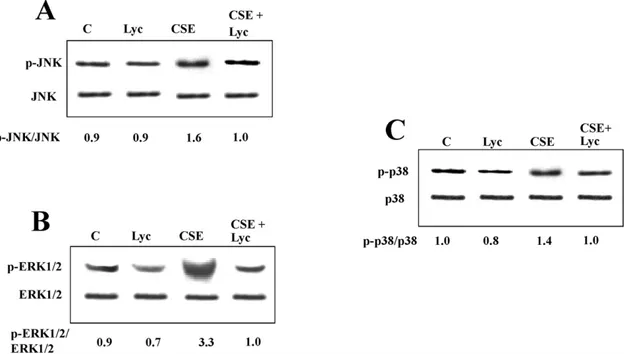 Figure 4. Effects of lycopene on CSE-induced MAPK phosphorylation in human THP-1 cells