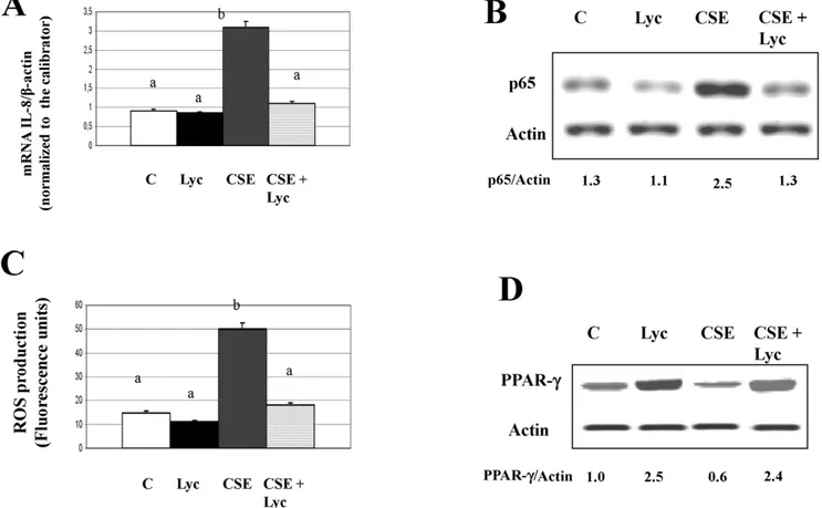 Figure 6. Effects of lycopene, alone and in combination with cigarette smoke extract (CSE), on intracellular IL-8 mRNA levels, NF- NF-kB/p65 nuclear translocation, ROS production and PPARc expression in isolated rat alveolar macrophages (AMs)