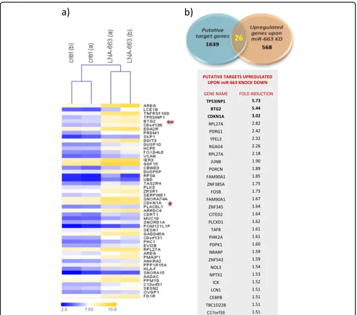 Fig. 4 Identi ﬁcation of novel miR-663 target genes. a Unsupervised hierarchical clustering of genes that are signiﬁcantly upmodulated upon miR- miR-663 depletion ( ≥1.5 fold increase); genes in the heatmap are shown starting from the most upregulated to t