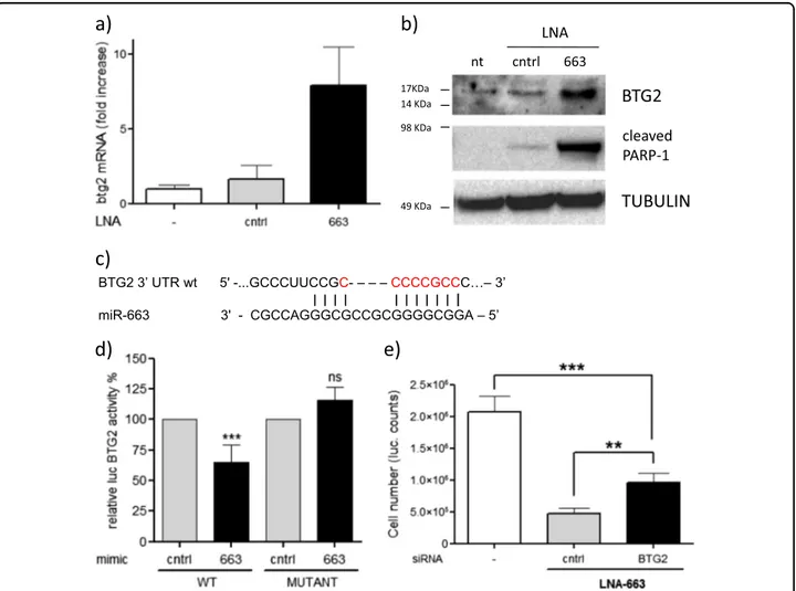 Fig. 5 BTG2 is a direct target of miR-663. a q-RT-PCR showing inverse correlation of BTG2 mRNA and miR-663 expression