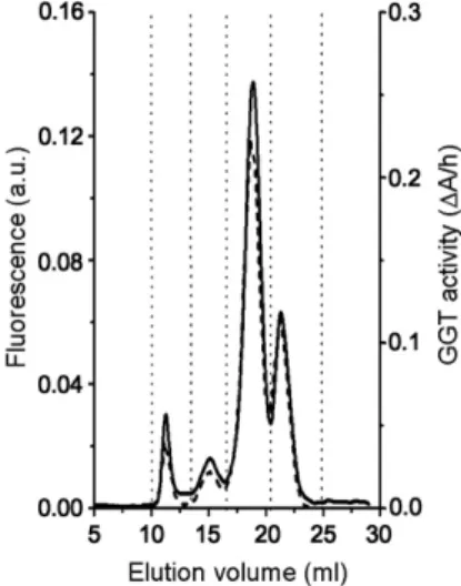 Fig. 1. Online GGT-speciﬁc elution proﬁle of a representative plasma sample of a healthy subject with total plasma GGT activity 31 U/L (continuous line, left y axis)