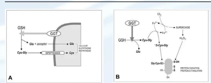 Figure 1. Functions of gamma-glutamyltransferase (GGT) activity: (GSH), glutathione; (Cys-Gly), cysteinyl-glycine