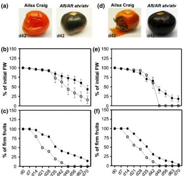 Fig. 1 Accumulation of anthocyanins in Aft/Aft atv/atv tomatoes (Solanum lycopersicum) delays late ripening