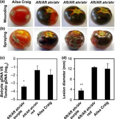 Fig. 3 Delayed over-ripening and reduced pathogen susceptibility are associated with the increased antioxidant capacity due to increased anthocyanin levels in Aft/Aft atv/atv tomatoes (Solanum lycopersicum)