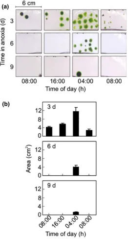 Fig. 1 Effect of anoxia on the survival of Chlamydomonas cells. (a) At four chosen time points (08:00 h, 16:00 h, and 04:00 h and 08:00 h the following day), 15 spots, each equal to 2 ll of culture were spotted on to Tris acetate-phosphate (TAP) agar plate