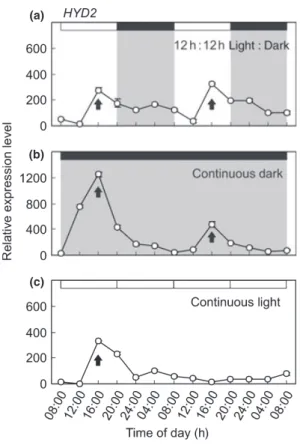 Fig. 5 Patterns of expression of HYDEF and HYDG in Chlamydomonas cells. mRNA levels for (a) HYDEF and (b) HYDG were measured in synchronized cells during photoperiod (top panel), continuous darkness (middle panel) and continuous light (bottom panel)