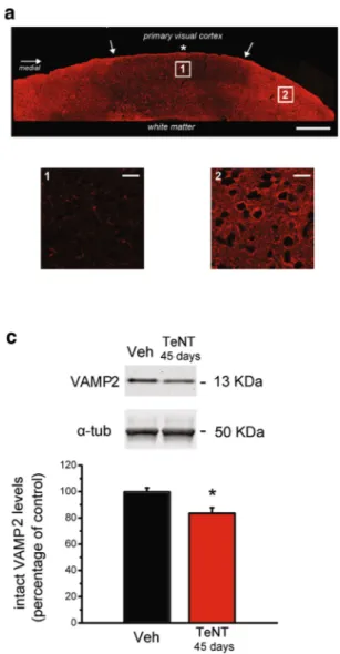 Fig. 1 Spread of TeNT action and persistent decrease of VAMP2 in the visual cortex. a Immunostaining for intact VAMP2 in a coronal section through the occipital cortex of an adult mouse, 10 days after TeNT injection