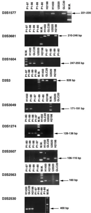 Figure 2. PCR experiments to investigate the position of several microsatellite markers with respect to the GLC20-3p12 homozygous deletion and the four P1 clones that cover the deletion