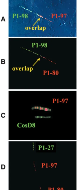 Figure 6. Fiber-FISH with P1 clones. The yellow spots result from merging of green and red labeling and show regions of overlap between two clones