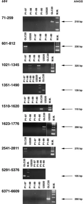 Figure 7. Exon 2 of the DUTT1 gene (cDNA 1021-1345, as in Gen- Gen-Bank Z95705) is homozygously deleted in the GLC20-3p12 deletion.