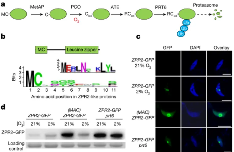 Fig. 3 | ZPR2 has a role in SAM activity. a, SAM-specific expression of  ZPR2 during vegetative (top) and reproductive (bottom) development  using GUS (top left) or GFP reporters