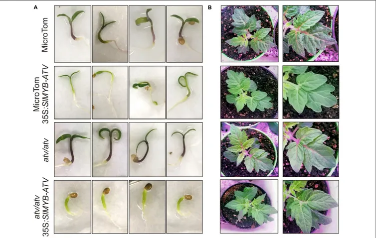 FIGURE 6 | Overexpression of SlMYB-ATV in tomato. Phenotype of (A) 1-week-old seedlings and (B) 4-week-old plants of MicroTom (MT), 35S:SlMYB-ATV in MT, atv/atv in MT background and 35S:SlMYB-ATV in atv/atv.