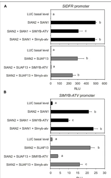FIGURE 9 | SlMYB-ATV can interact with tomato bHLH factors involved in anthocyanin synthesis