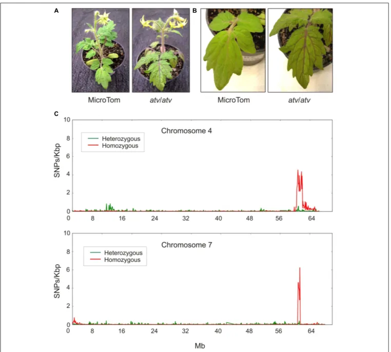 FIGURE 1 | Tomato atv mutants show increased anthocyanins levels and contain extensive introgression regions in their genome