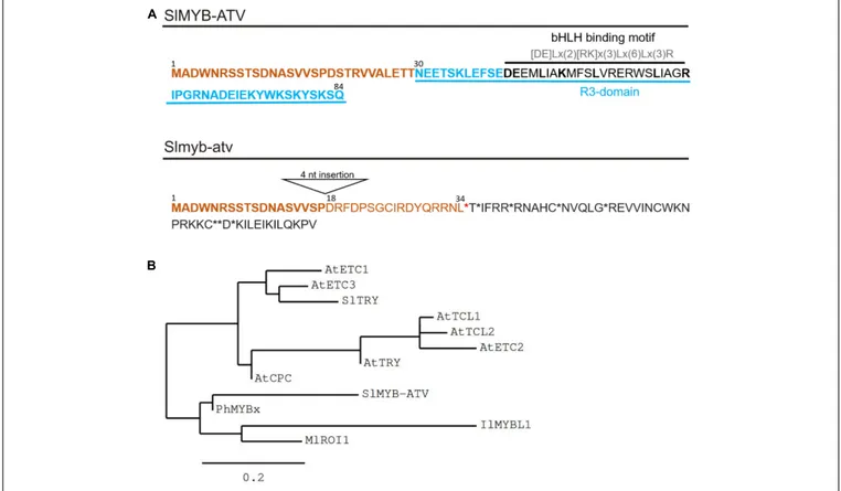 FIGURE 3 | Main features of the SlMYB-ATV mutated protein. (A) Predicted protein sequences as result of the translation of the wild type (wt) allele (SlMYB-ATV) and of the atv allele (Slmyb-atv) of Solyc07g052490
