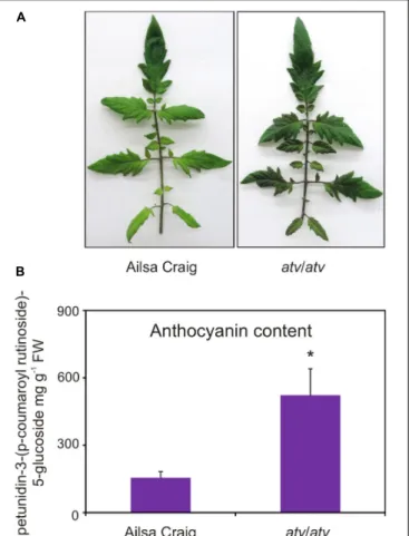 FIGURE 4 | atv mutant plants grown under non-stressing conditions contain high basal levels of anthocyanins