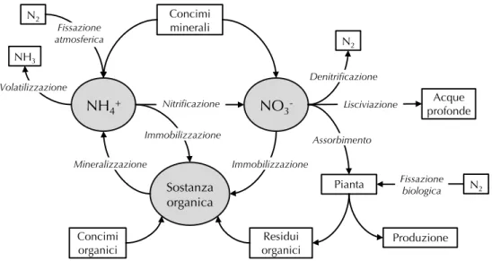 Figura 6. Ciclo semplificato dell’azoto in un agroecosistema.