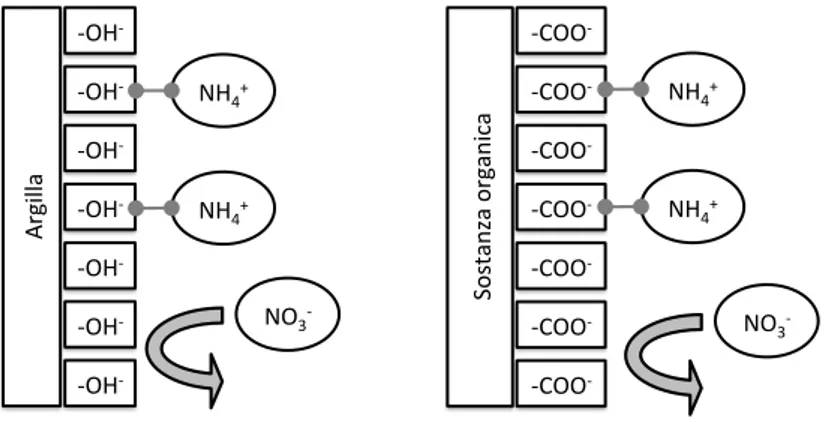 Figura 2.  Schema delle interazioni  tra  azoto  organico  e azoto  inorganico del terreno.