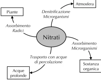 Figura 4. Destino dei nitrati presenti nella soluzione circo- circo-lante del terreno.