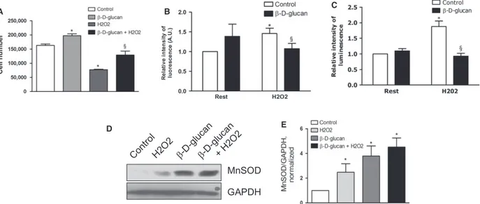 Fig. 1 b- D -glucan treatment promotes endothelial cell survival and MnSOD expression under chronic oxidative stress